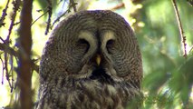 LAPPUGGLA  Great Grey Owl  (Strix nebulosa)  Klipp - 1568