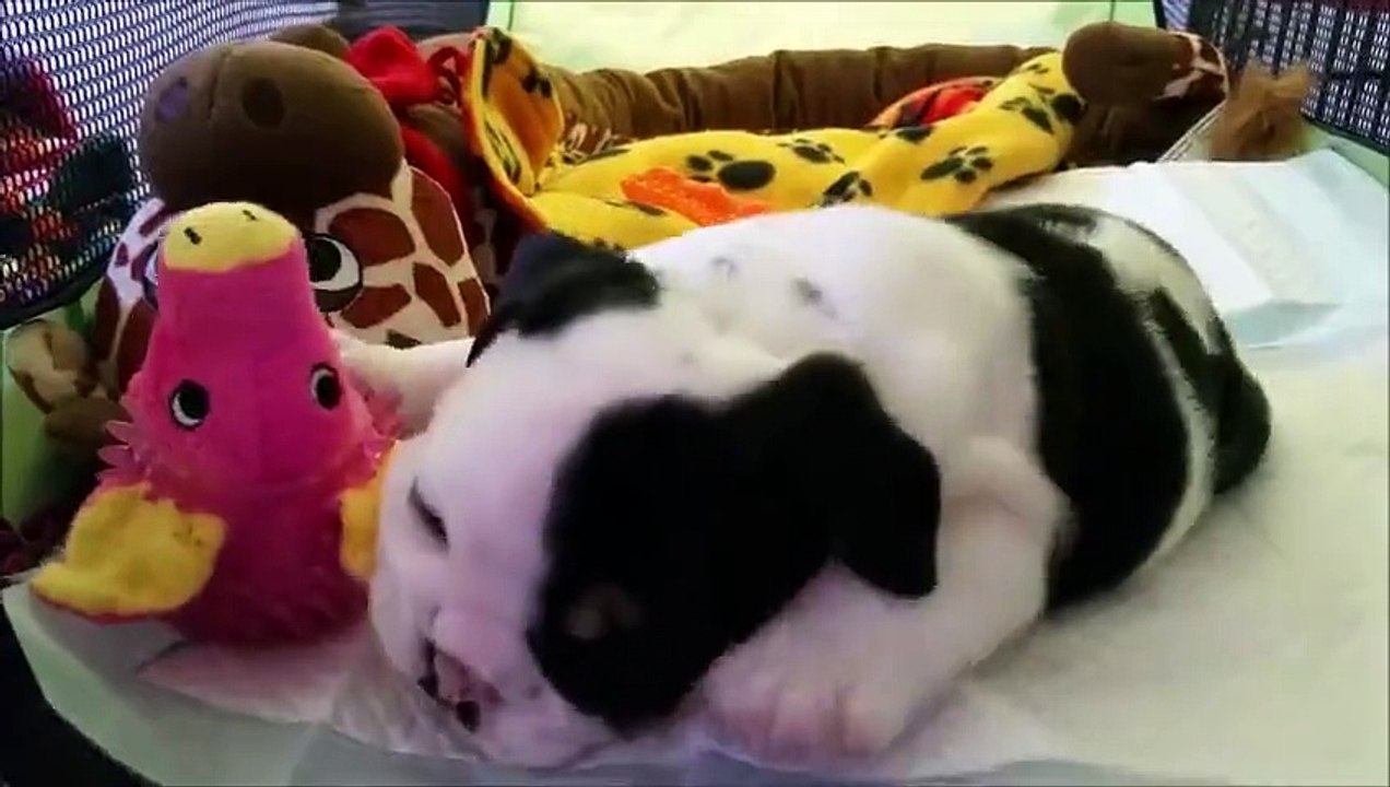 Bonsai le "demi-bouledogue anglais" handicapé