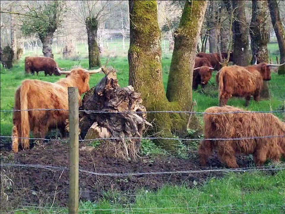 Bêtes a cornes