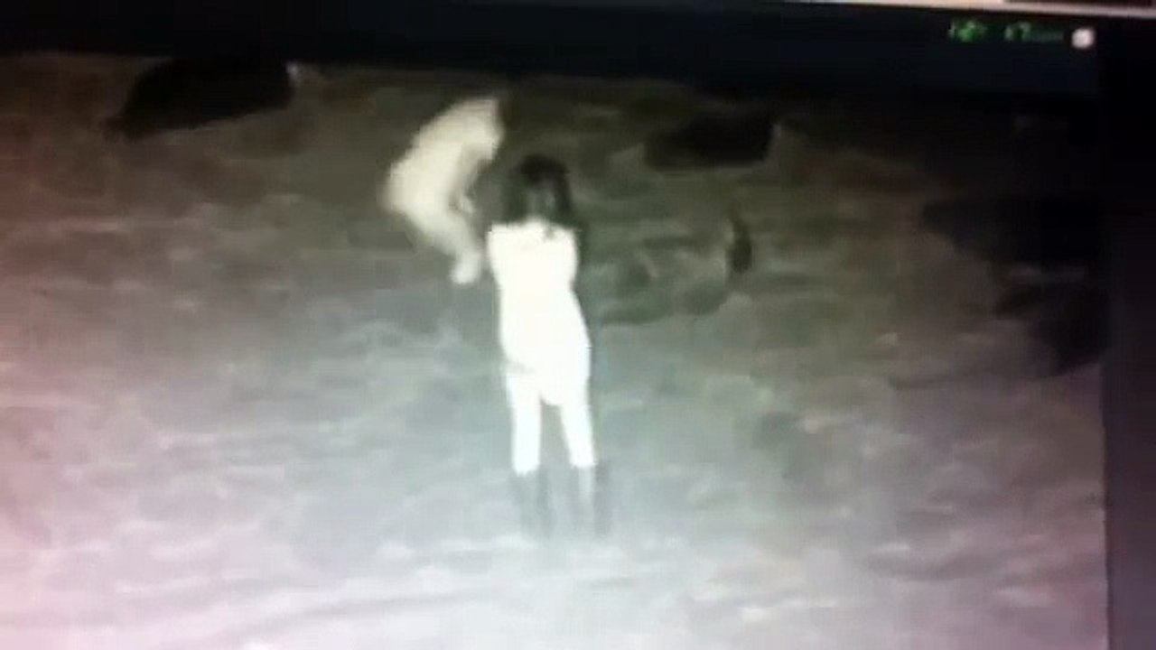 Seals harassed at La Jolla Children's Pool beach