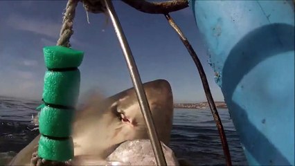 Great white shark jumps off water