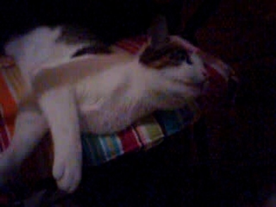 Le so du chat