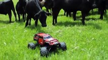 Cows They Are Just a Curious watch it - Video