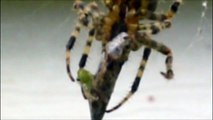 Araignée Araneus diadematus Spider 2009 edit: 2012  Bug capture d'insecte Jardin garden