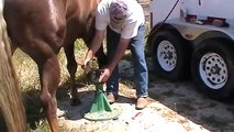 Basic Horse Hoof Barefoot Trimming - How I trim Horse Hooves - Rick Gore Horsemanship