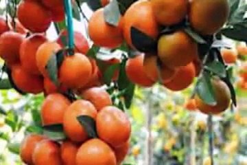 Điệu Lý Bình Dương by Trầm Thiên Thu