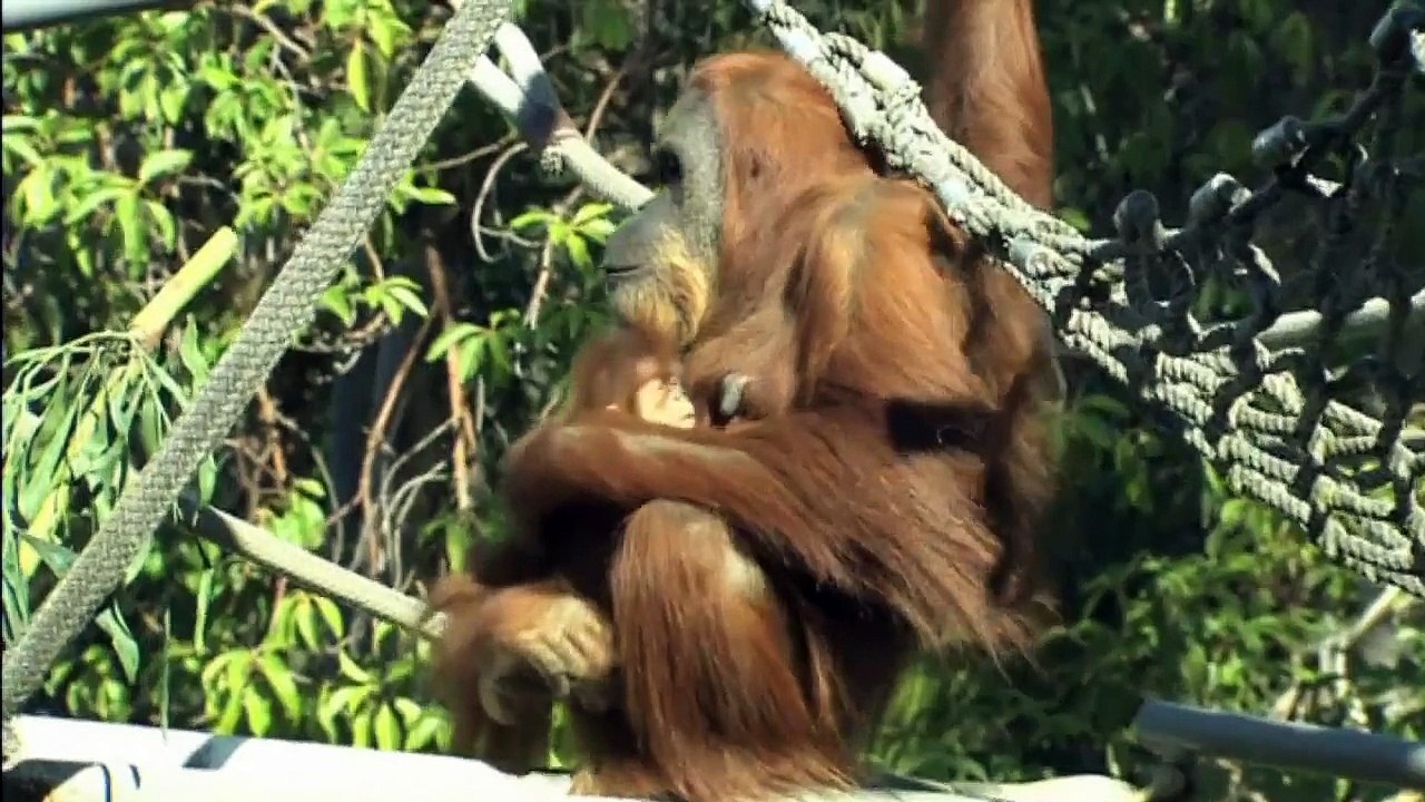 Baby orangutan: Cute two-week-old orangutan makes first appearance at San Diego Zoo, California