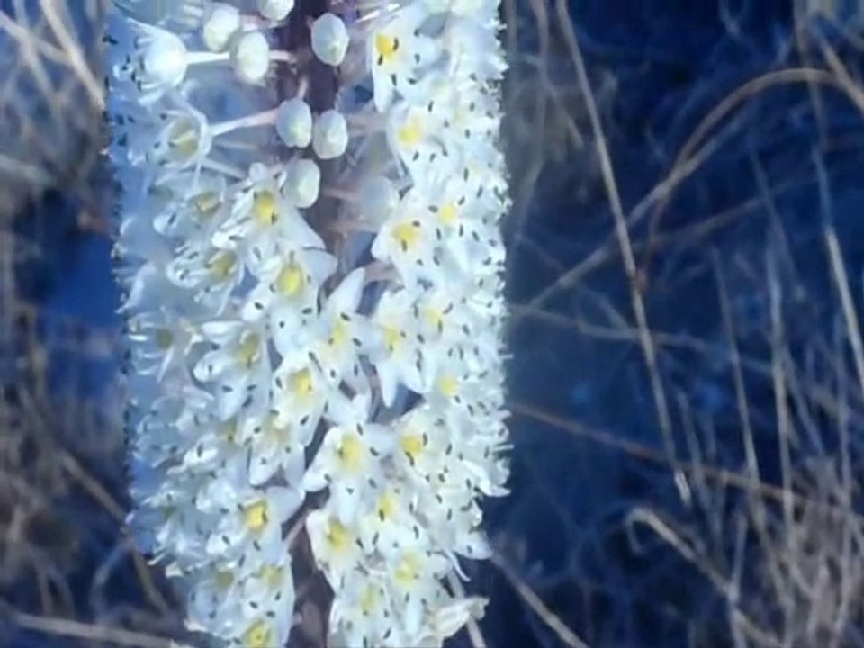 Étrange(s)fleur(s).