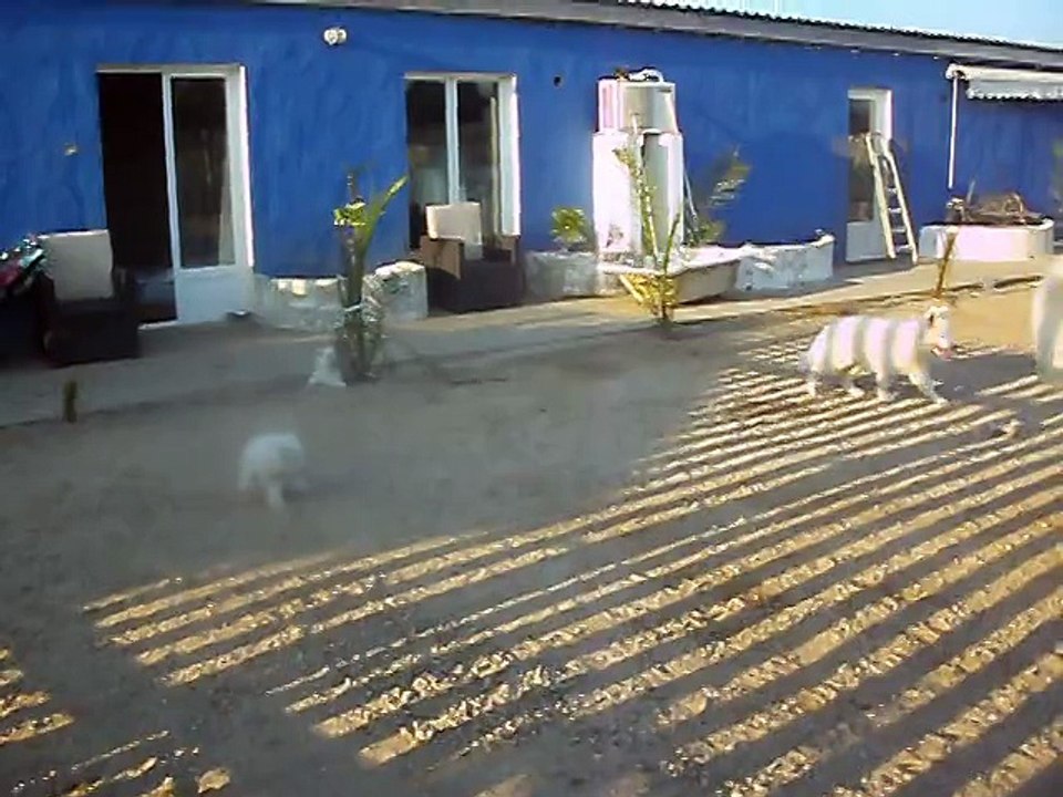 DOMAINE DE PEGASE la petite meute Berger Blanc Suisse