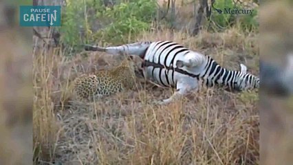 Même mort, ce zèbre ne se laisse pas manger facilement