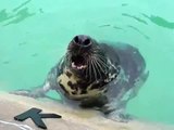 Seals at Adventure Aquarium perform the Eagles Fight Song