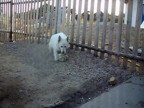 douchka du DOMAINE DE PEGASE BERGER BLANC SUISSE, femelle ,ballon ifea