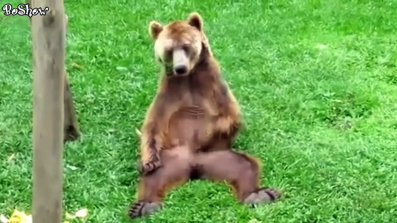 Best Jokes Compilation 2015 - n°8