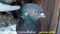 pakistani pigeonsالحمام الباكستاني الطيار2