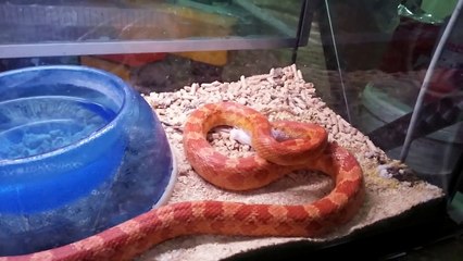 SeRpEnTe MaNgIa Un ToPo :)