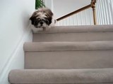 Shih Tzu puppy Lacey first time down back steps