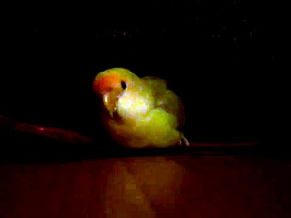 oiseau inséparable qui parle