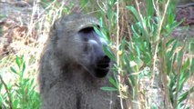 Botswana Okavango Delta Leopard and Baboon hunt 2