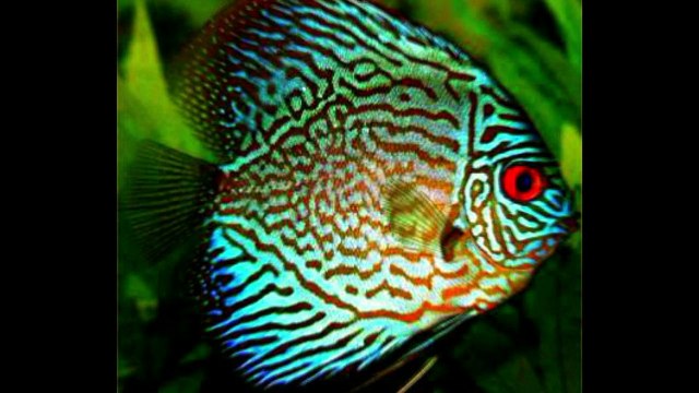 miracle of allah التوصل إلى معرفة عظمة الله سبحانه وتعالى، بتدبر آياته