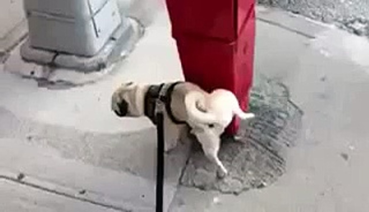 Funny dog