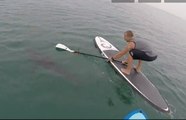 Great white shark VS paddle surfers, who's the boss ?