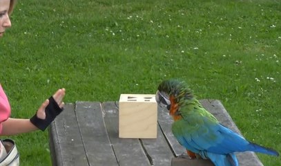 Papağan Nasıl Eğitilir?