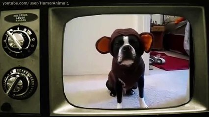 jajajaja... DIVERTIDOS VÍDEOS DE ANIMALES HABLANDO... - Nuestros Locos Amigos /Cap 4