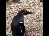 Penguins at London Zoo