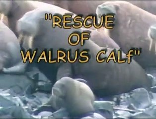 Спасение моржат, "Медвежий патруль"