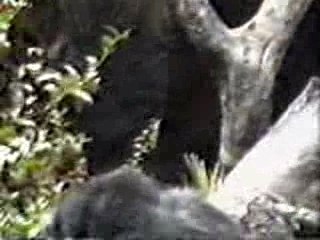 Homme et singes pas si différents!!!