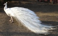 Beyaz Tavus Kuşu