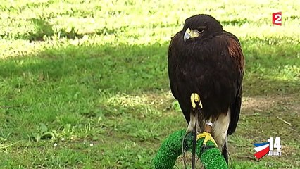 Les fauconniers à l'honneur pour le défilé du 14-juillet