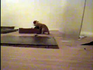 Shadow Kittens Playing 2