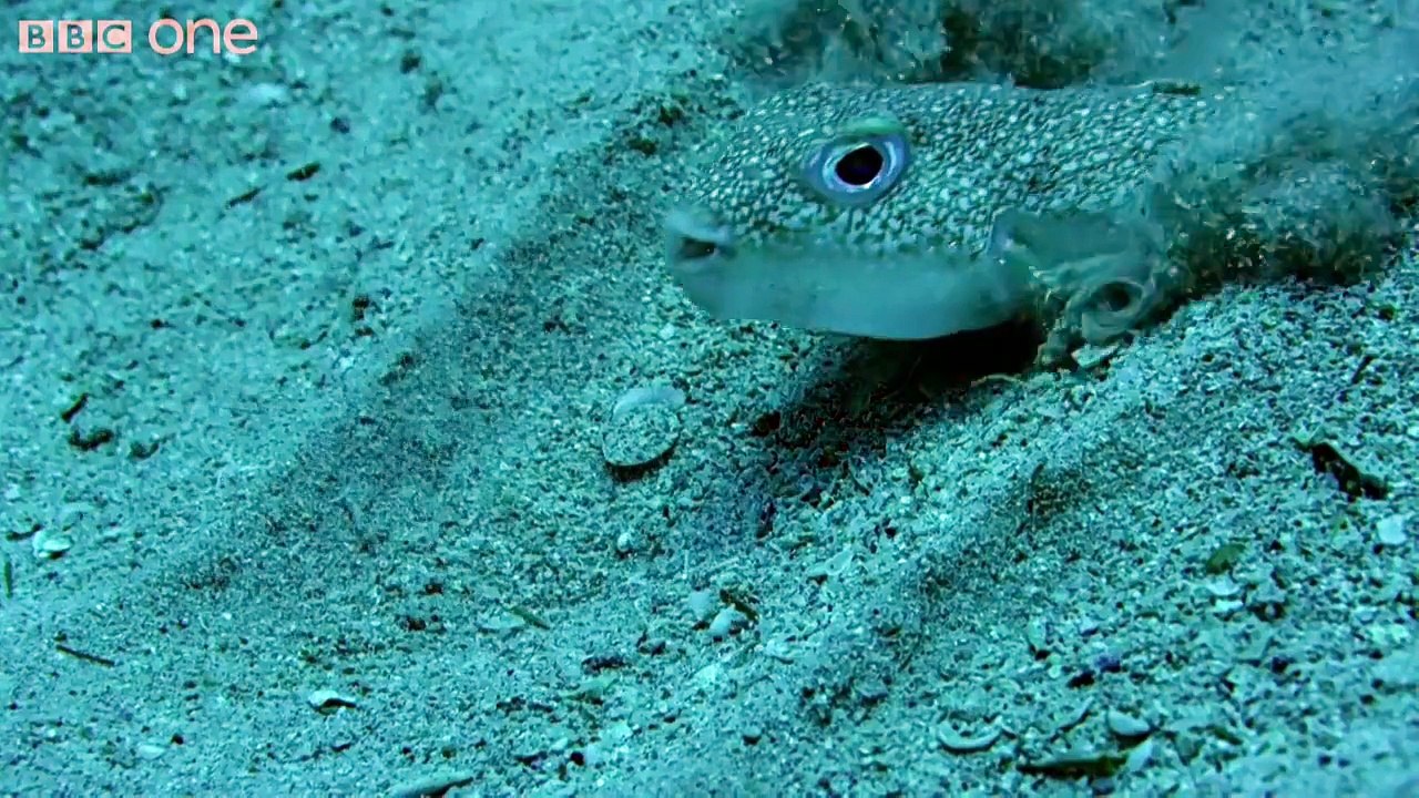 Les crop circles :œuvre dart du poisson-globe
