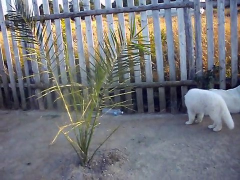 douchka ifea chawki du Domaine de pegase BERGER BLANC SUISSE berger blanc suisse chien chiot Berger Blanc Sussechen CHI