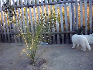 douchka ifea chawki  du Domaine de pegase BERGER BLANC SUISSE berger blanc suisse chien chiot Berger Blanc Sussechen CHI
