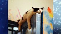 Funny Cats Picking Strange Places For Nap