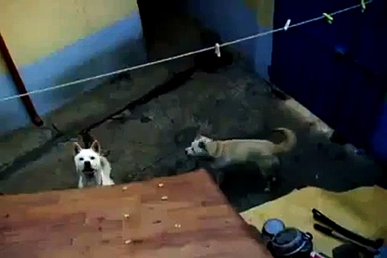 Korea Best Dog  Funny Dog 진돗개 JinDotGae  JinDo Dog