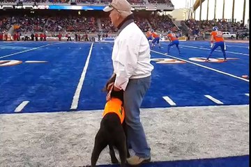 tee retrieving dog at Boise State