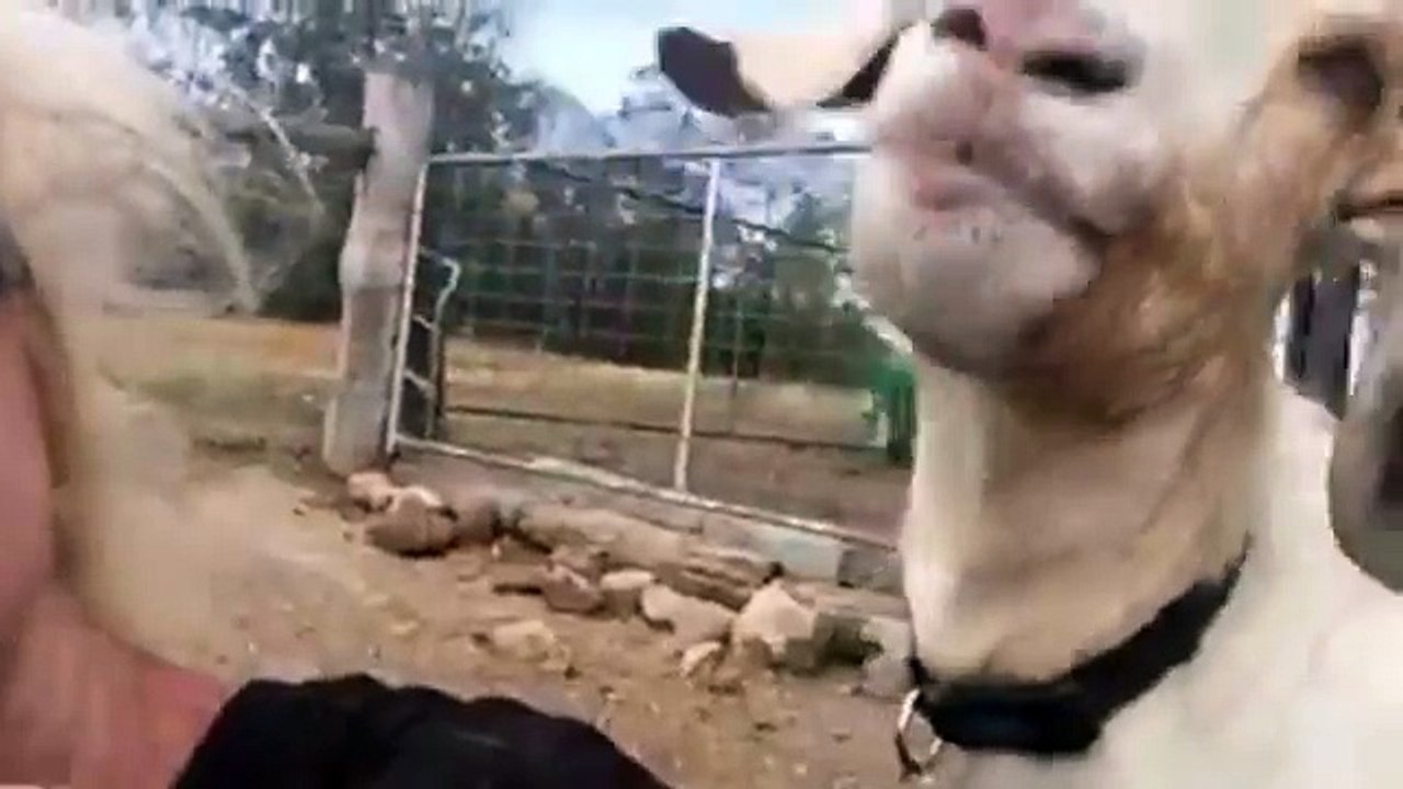 The best cuddles? GOAT CUDDLES!