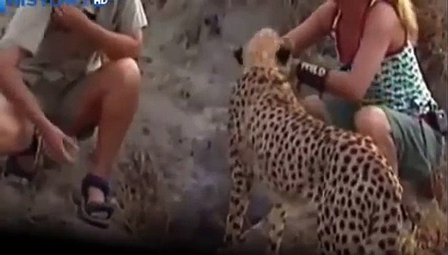 Cheetah attacked reporter. Cheetah attack the people! / Animal Attacks on Human