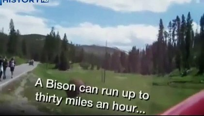 Horrible bison trampled woman! Shock! Bison attack on woman / Animal Attacks on Human