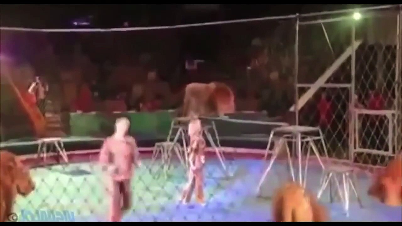 Animals vs Humans Extreme attacks compilation