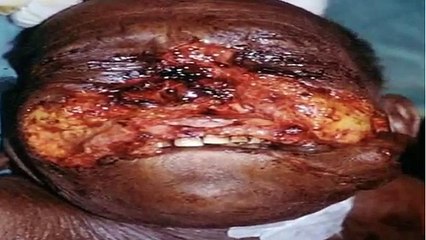 Animal attack 2015|Animal Planet (TV Network)|animal attacks