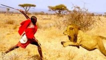 Man vs Lions. Maasai Men Stealing Lion's Food Without a Fight.