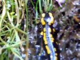 Wonderful Nature amphibians dream  - Fire Salamander (Salamandra salamandra)