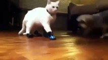 New Animal Funny Videos 2014 Cats With Boots Are Broken Funny Videos