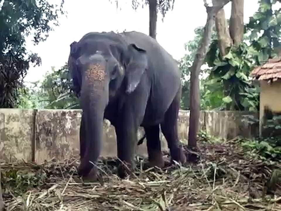 Elephant chained to tiny tree