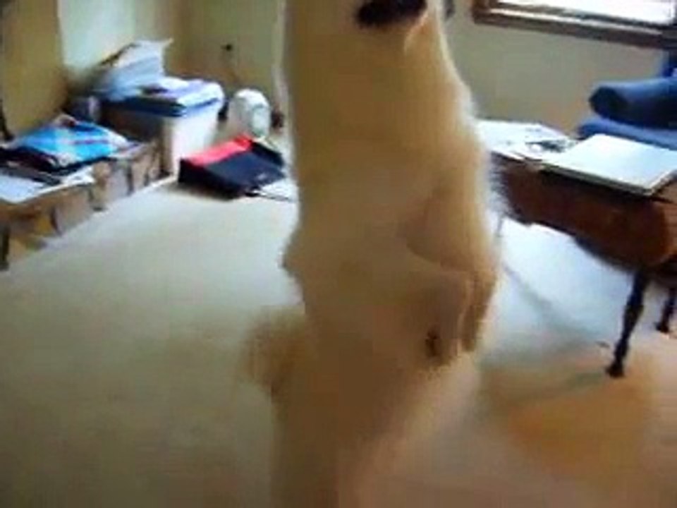 American Eskimo Doing Tricks