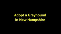 ADOPTING A GREYHOUND FOR YOU | Adopting A Greyhound For You Tips